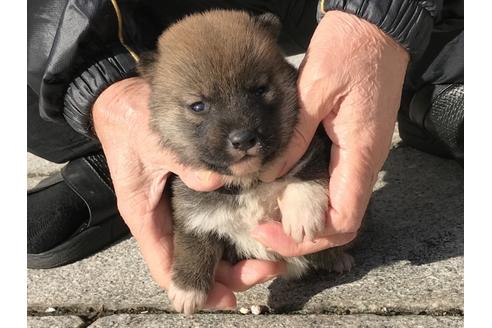 成約済の長崎県の柴犬-86829の5枚目