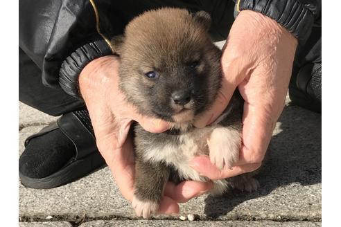 成約済の長崎県の柴犬-86829の4枚目