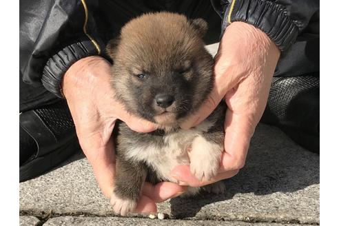 成約済の長崎県の柴犬-86829の3枚目