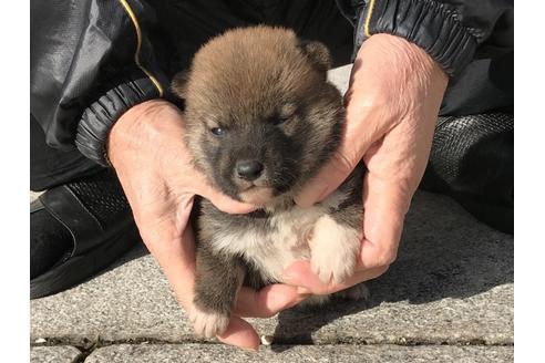 成約済の長崎県の柴犬-86829の2枚目