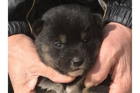 成約済の長崎県の柴犬-86830の10枚目
