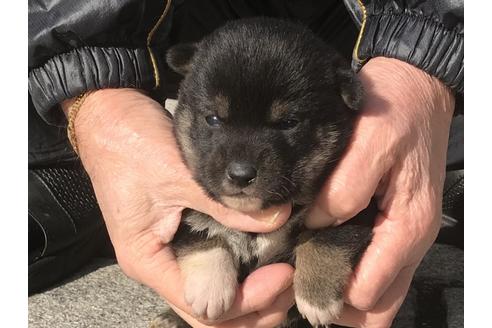 成約済の長崎県の柴犬-86830の7枚目