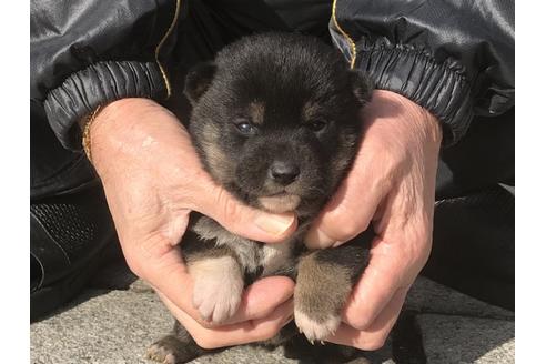 成約済の長崎県の柴犬-86830の6枚目