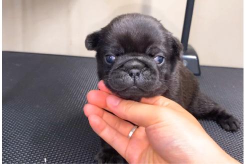 成約済の山梨県のパグ-86712の4枚目