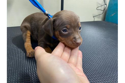 成約済の山梨県のミニチュアピンシャー(ミニピン)-86290の5枚目