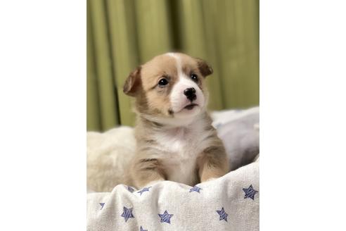 成約済の埼玉県のウェルシュコーギーペンブローク-86670