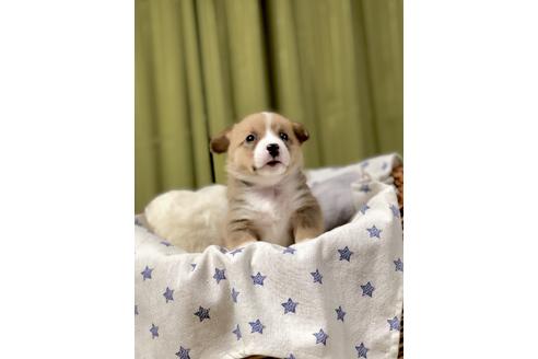 成約済の埼玉県のウェルシュコーギーペンブローク-86670の5枚目