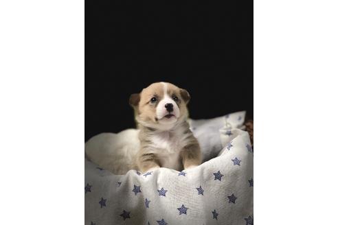 成約済の埼玉県のウェルシュコーギーペンブローク-86670の3枚目