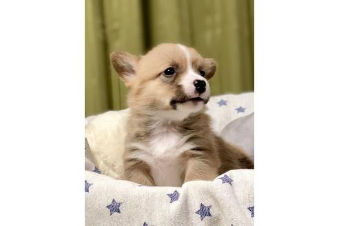 成約済の埼玉県のウェルシュコーギーペンブローク-86671の1枚目