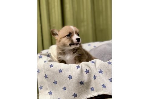 成約済の埼玉県のウェルシュコーギーペンブローク-86671の5枚目