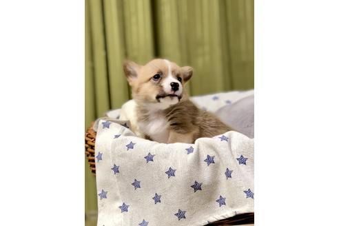 成約済の埼玉県のウェルシュコーギーペンブローク-86671の4枚目