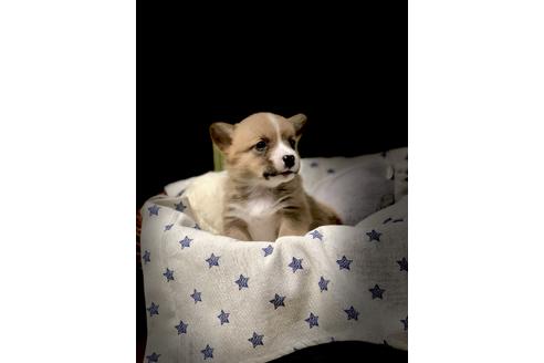 成約済の埼玉県のウェルシュコーギーペンブローク-86671の3枚目