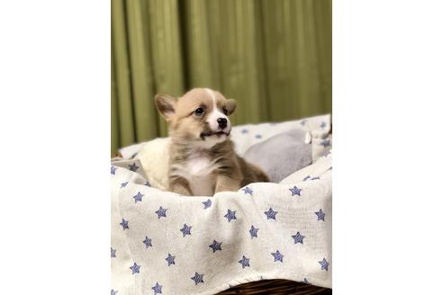 成約済の埼玉県のウェルシュコーギーペンブローク-86671の2枚目