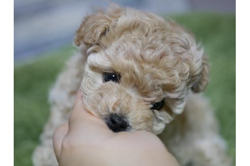 成約済の香川県のタイニープードル-86520の1枚目