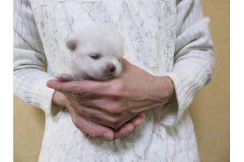 成約済の愛知県のポメラニアン-86307の1枚目