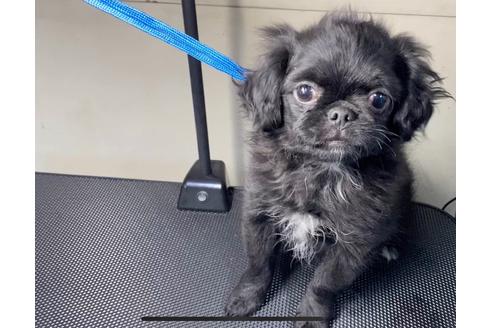 山梨県のミックス犬 女の子 19 09 25生まれ ブラック系 子犬id 840 ブリーダーナビ 山梨県のミックス犬 女の子 19 09 25生まれ ブラック系 子犬id 840 ブリーダーナビ