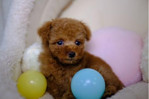 成約済の滋賀県のトイプードル-86208の5枚目