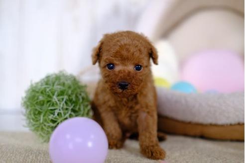 成約済の滋賀県のトイプードル-86208の3枚目