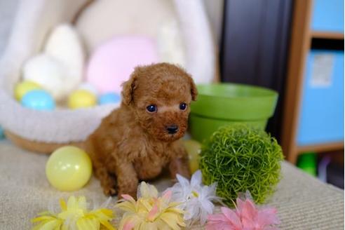 成約済の滋賀県のトイプードル-86208の2枚目