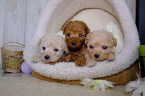 成約済の滋賀県のトイプードル-86219の5枚目