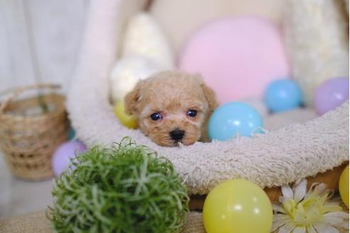 成約済の滋賀県のトイプードル-86219の4枚目