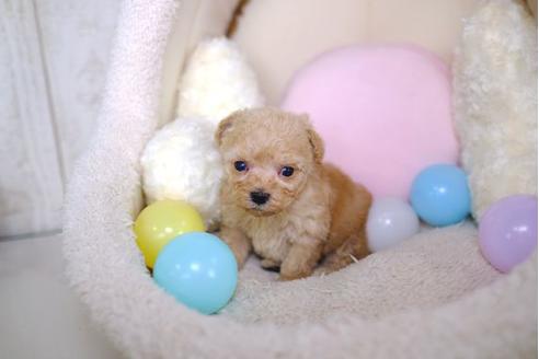 成約済の滋賀県のトイプードル-86219の3枚目