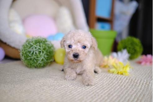 成約済の滋賀県のトイプードル-86220の4枚目