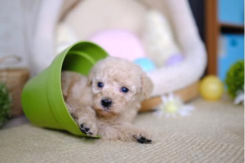 成約済の滋賀県のトイプードル-86220の3枚目