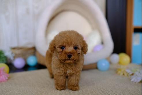 成約済の滋賀県のトイプードル-86222の1枚目