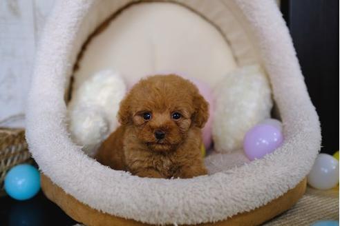 成約済の滋賀県のトイプードル-86222の5枚目