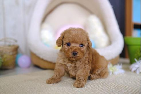 成約済の滋賀県のトイプードル-86222の3枚目