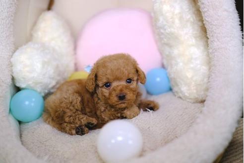 成約済の滋賀県のトイプードル-86222の2枚目