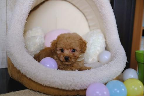 成約済の滋賀県のトイプードル-86223の5枚目