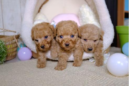 成約済の滋賀県のトイプードル-86223の4枚目