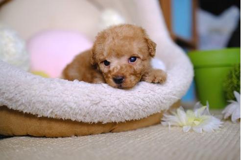 成約済の滋賀県のトイプードル-86223の3枚目