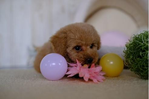 成約済の滋賀県のトイプードル-86225の5枚目