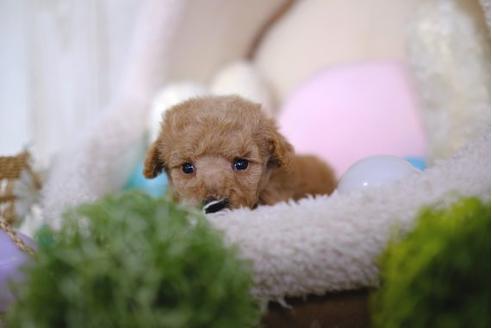 成約済の滋賀県のトイプードル-86225の2枚目