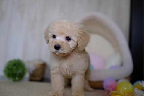 成約済の滋賀県のトイプードル-86220の1枚目