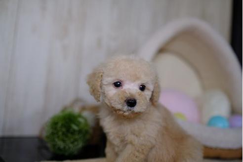 成約済の滋賀県のトイプードル-86220の2枚目