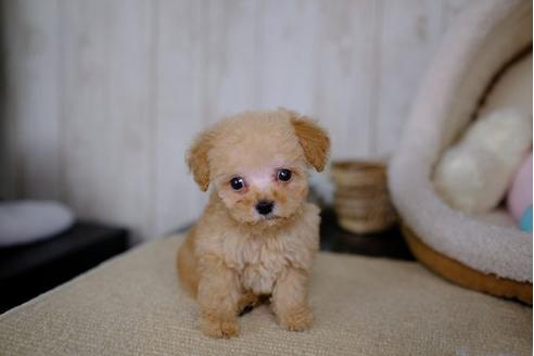 成約済の滋賀県のトイプードル-86219