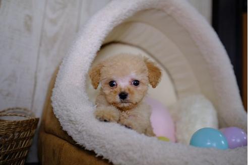 成約済の滋賀県のトイプードル-86219の2枚目