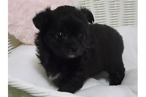 成約済の栃木県のチワプー:チワワ×トイプードル-86738