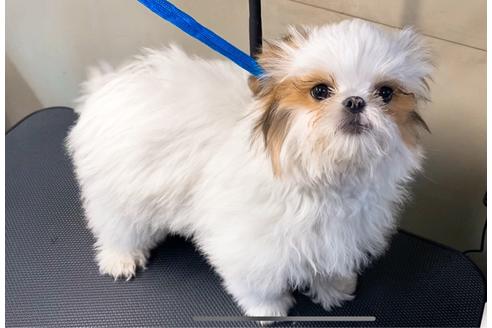 成約済の山梨県のミックス犬-84093の3枚目