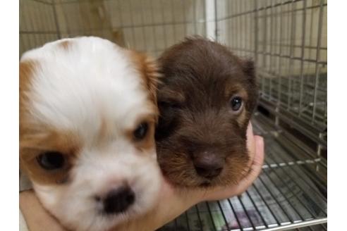 成約済の愛知県のミニチュアダックスフンド(ワイヤーヘアード)-86974の1枚目