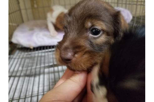 成約済の愛知県のミニチュアダックスフンド(ワイヤーヘアード)-86974の4枚目