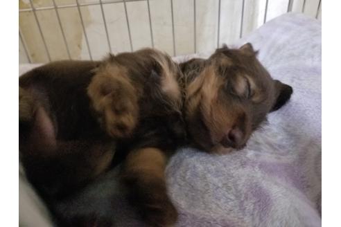 成約済の愛知県のミニチュアダックスフンド(ワイヤーヘアード)-86974の3枚目