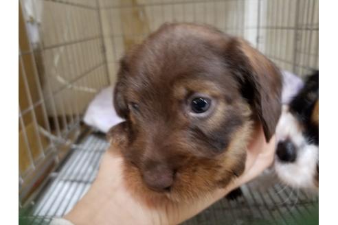 成約済の愛知県のミニチュアダックスフンド(ワイヤーヘアード)-86974の2枚目