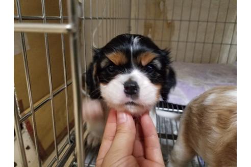 成約済の愛知県のキャバリアキングチャールズスパニエル-86978の5枚目