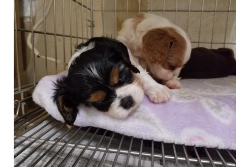 成約済の愛知県のキャバリアキングチャールズスパニエル-86978の4枚目