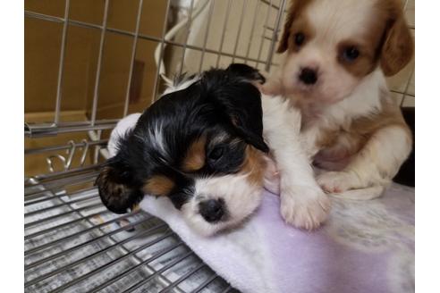 成約済の愛知県のキャバリアキングチャールズスパニエル-86978の3枚目